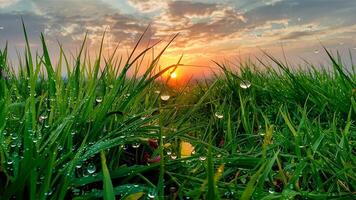 Juicy fresh beautiful background image with dew drops illuminated by morning sun in nature. photo