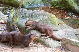 Otter family playing together by the stream photo