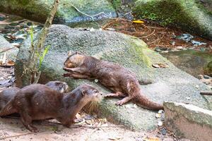 Otter family playing together by the stream photo