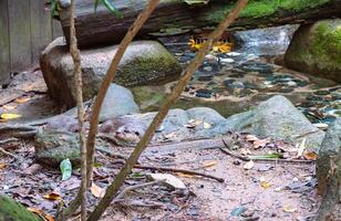 An otter by the stream photo