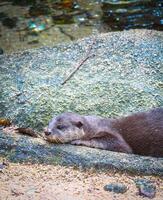 un nutria por el corriente foto