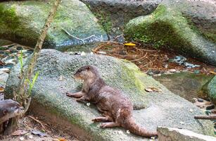 An otter by the stream photo