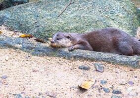 An otter on a rock photo