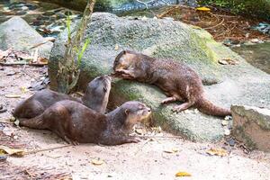 Otter family playing together by the stream photo