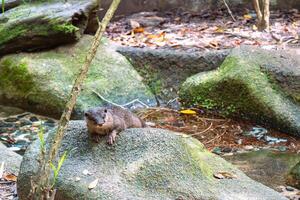 An otter by the stream photo