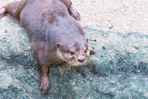 An otter on a rock photo