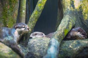 Otter family resting together among the trees photo
