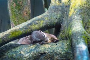 An otter resting among the trees photo