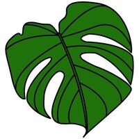 Decorative illustrated Monstera Deliciosa plant illustration. Bright green graphic illustration of a monstera leaf plant. vector