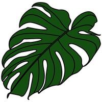 Decorative illustrated Monstera Deliciosa plant illustration. Bright green graphic illustration of a monstera leaf plant. vector