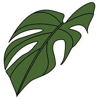 decorativo ilustrado monstera deliciosa planta ilustración. brillante verde gráfico ilustración de un monstera hoja planta. vector