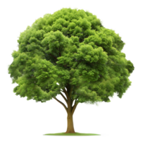 Beautiful lush green tree isolated on transparent background png