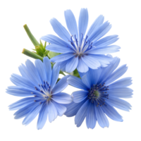 Bright Blue Chicory Flowers with Vivid Green Stems png