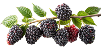 Fresh blackberries on branch with green leaves isolated png