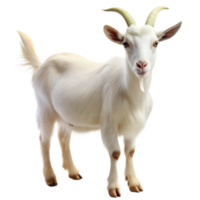 Realistic white goat on a transparent background png