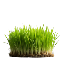 Fresh green grass with visible roots on a clear background png