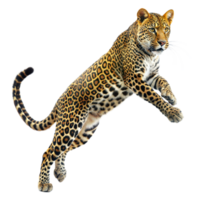 dynamisch Leopard im in der Luft Sprung auf ein transparent Hintergrund png