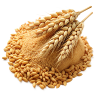 Heap of golden wheat grains with fresh ears on top png