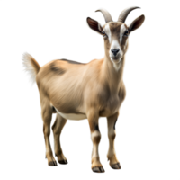 Detailed portrait of a goat on a transparent background png