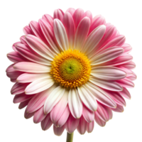 Close-up of a pink and white gerbera daisy against transparent background png