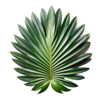 Lush green palm leaf isolated on transparent background png