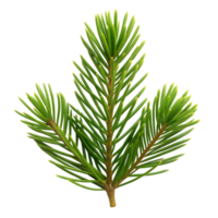 Vibrant fir branch isolated on a transparent background png