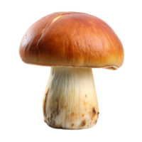 Close up of mushroom on transparent background png