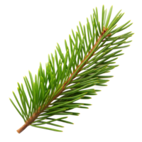 Fresh green pine branch isolated on a clear background png