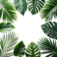 Lush tropical leaves arranged on a transparent background png