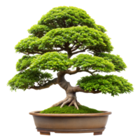 Lush green bonsai tree in a brown ceramic pot png