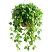 Lush green potted plant hanging on transparent background png