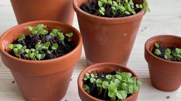 Pots with various vegetables seedlings. video
