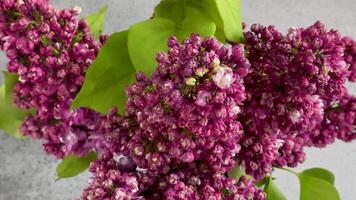 Bunch of spring lilac purple flowers in a vase video