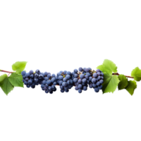 generated ai Purple grape vine on a transparent background png