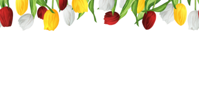 Seamless floral borders with colorful red, white and yellow tulips. Upper border. Hand-drawn watercolor illustration. png