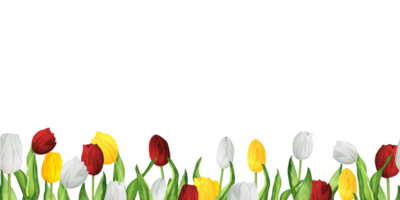 Seamless floral borders with colorful red, white and yellow tulips. Lower border. Hand-drawn watercolor illustration. png