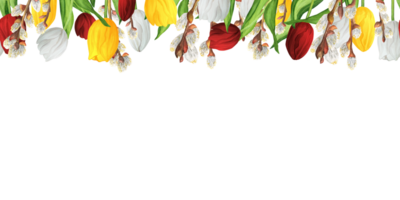 Seamless floral borders with colorful red, white and yellow tulips and lovely pussy-willow branches. Upper border. Hand-drawn watercolor illustration. png