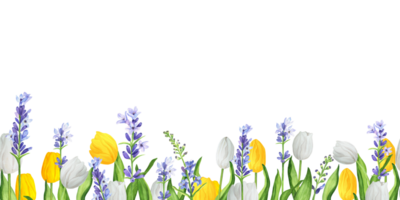 Seamless floral borders with colorful white and yellow tulips and blue lavender. Lower border. Hand-drawn watercolor illustration. png