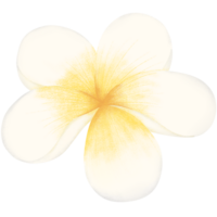 branco frangipani flor em transparente fundo png