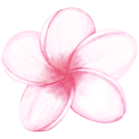 Pink frangipani flowers on transparent background png