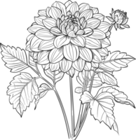 dahlia clip art ontwerp illustratie png