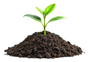 A Young Green Plant Emerging From Black Soil png