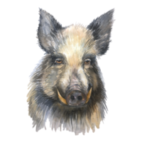 Watercolor hog animal print isolated. Hog illustration. png