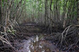 Crabapple Mangrove in Mangrove Forest in Thailand photo