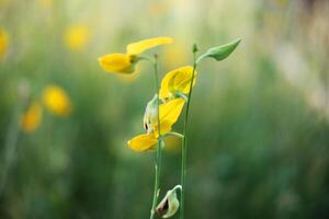 Blooming yellow Crotalaria flowers of Sunn hemp field in tropical garden and forest photo