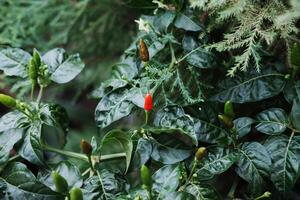 Tropical Bird eye chilli plants is growing in garden. Capsicum Pepper plantation photo