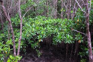 Crabapple Mangrove in Mangrove Forest in Thailand photo