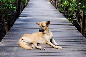 Cute mammal dog sitting on wooden bridge walkway in Cock plants or Crabapple Mangrove Forest in tropical rain forest of Thailand photo