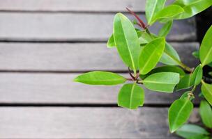 Close up on cock leaf plants branch or Crabapple mangrove forest with wooden bridge background, Flat lay in nature photo