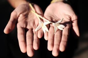 Blooming fragrant white Indian Cork Tree flowers in natural sunlight on woman hand photo